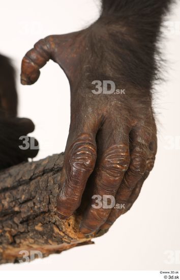 Hand Ape Animal photo references