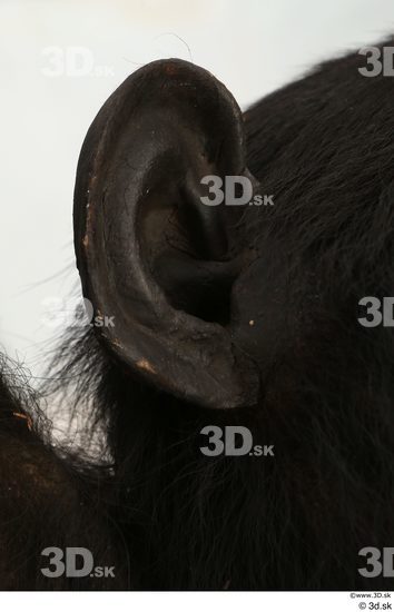 Ear Ape Animal photo references