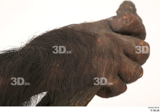 Hand Ape Animal photo references