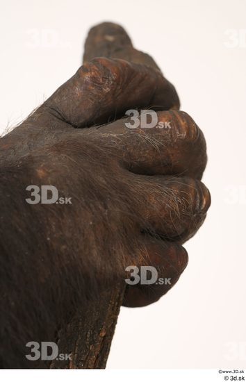 Hand Ape Animal photo references