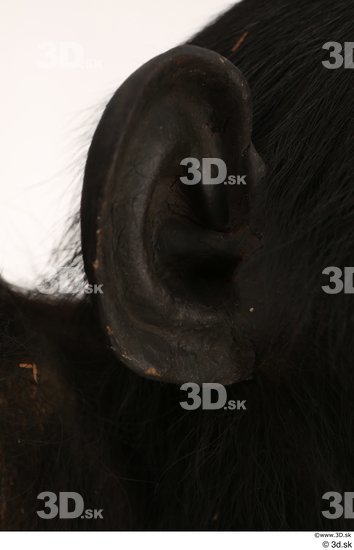 Ear Ape Animal photo references