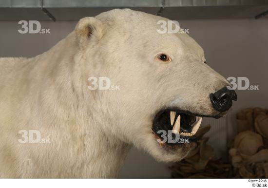 Head Bear Animal photo references