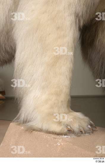 Leg Bear Animal photo references