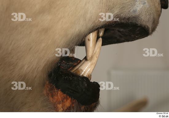 Mouth Teeth Bear Animal photo references