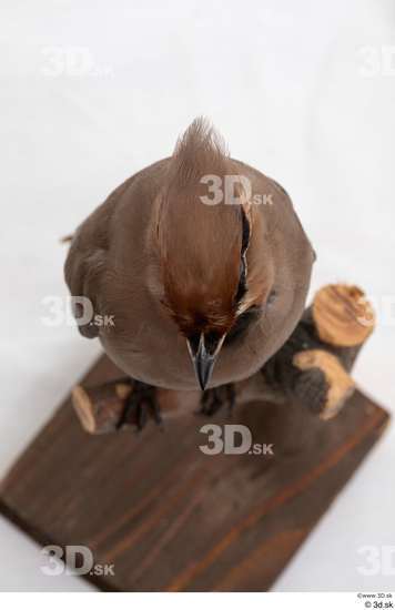 Head Bird Animal photo references