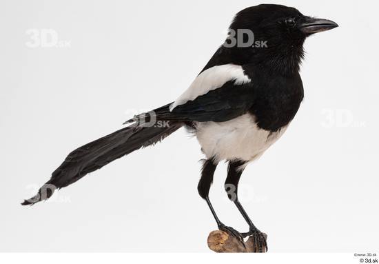 Whole Body Bird Animal photo references