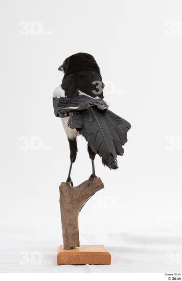 Whole Body Bird Animal photo references