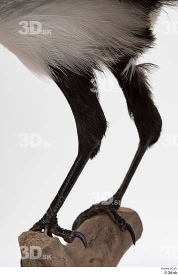 Leg Bird Animal photo references