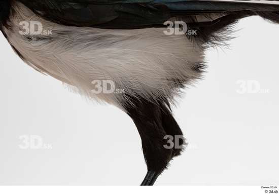 Leg Bird Animal photo references