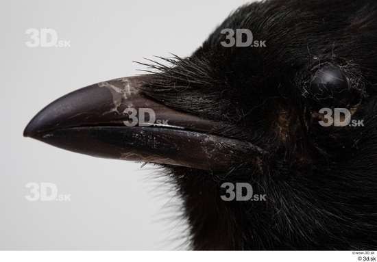 Head Bird Animal photo references