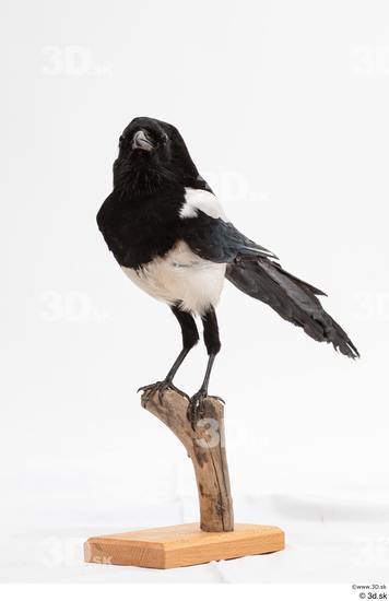 Whole Body Bird Animal photo references