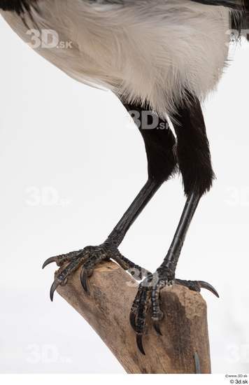 Leg Bird Animal photo references