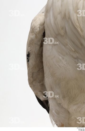 Chest Bird Animal photo references