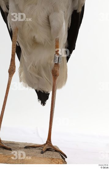 Leg Bird Animal photo references