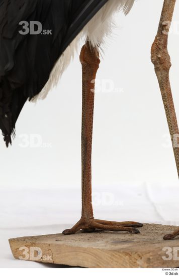 Leg Bird Animal photo references