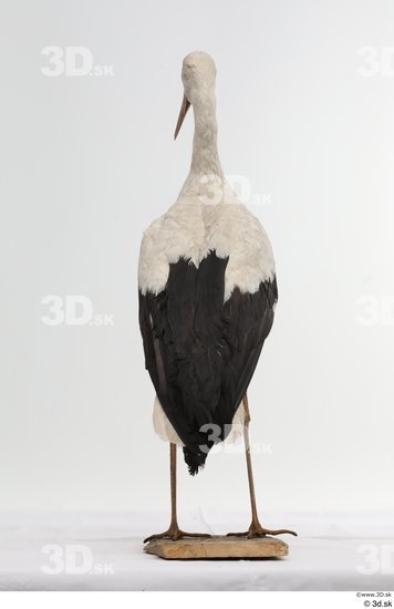 Whole Body Bird Animal photo references