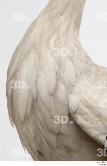 Chest Bird Animal photo references