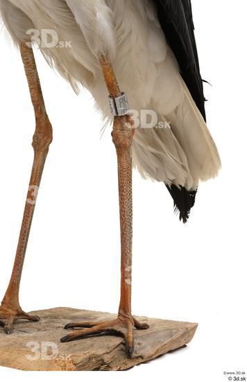 Leg Bird Animal photo references