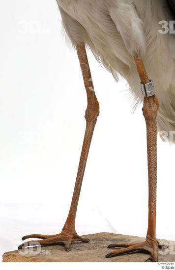 Leg Bird Animal photo references