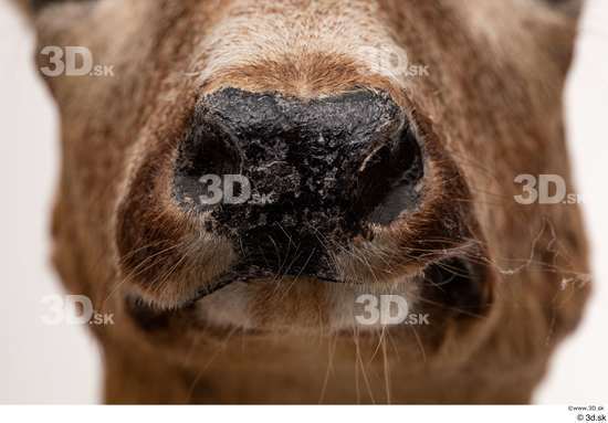 Mouth Nose Deer Animal photo references