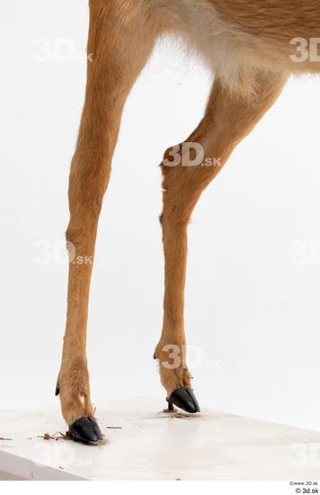 Leg Deer Animal photo references