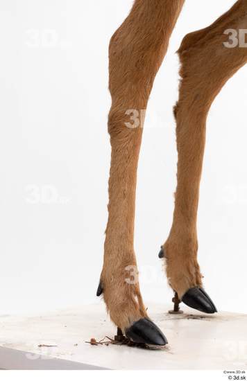 Leg Deer Animal photo references