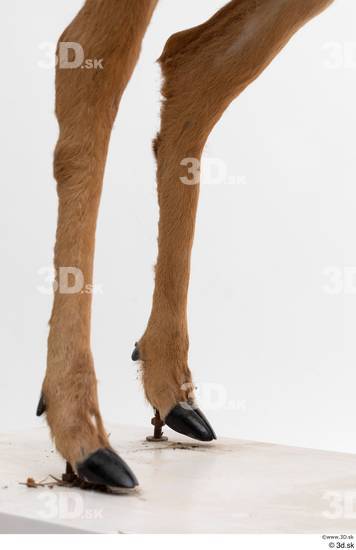 Leg Deer Animal photo references