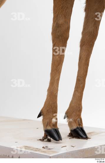 Leg Deer Animal photo references