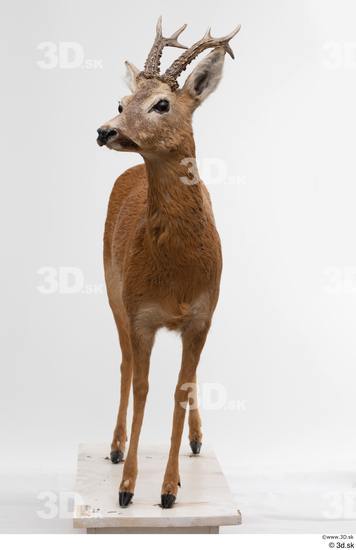 Whole Body Deer Animal photo references