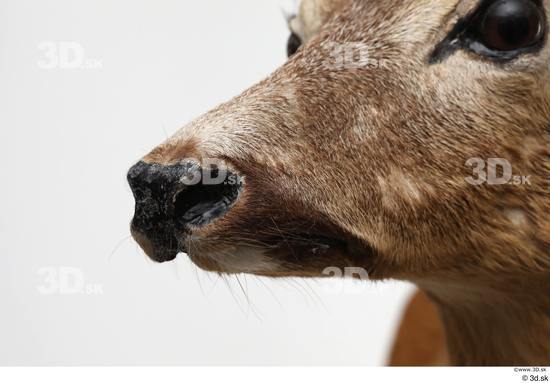 Mouth Nose Deer Animal photo references