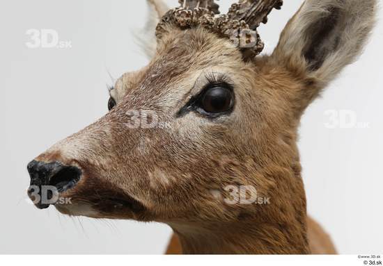 Head Deer Animal photo references