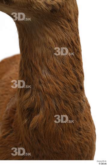 Neck Deer Animal photo references