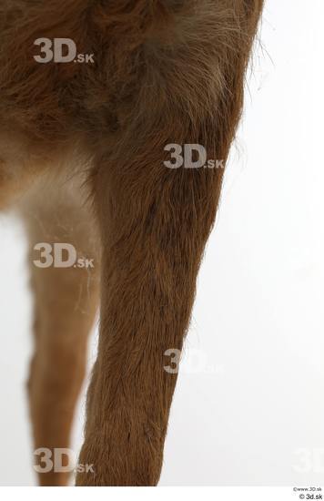 Leg Deer Animal photo references