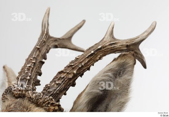 Head Deer Animal photo references