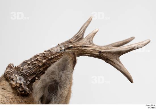 Head Deer Animal photo references