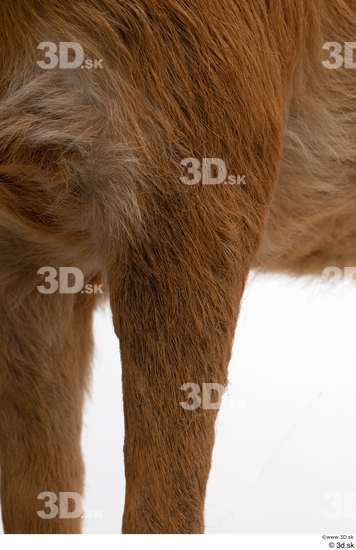 Leg Deer Animal photo references