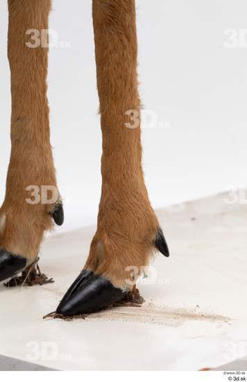 Leg Deer Animal photo references