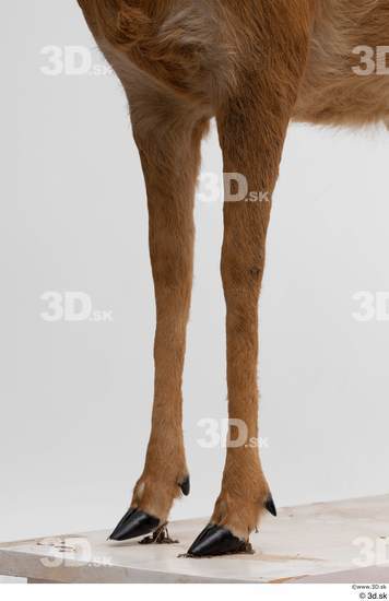 Leg Deer Animal photo references