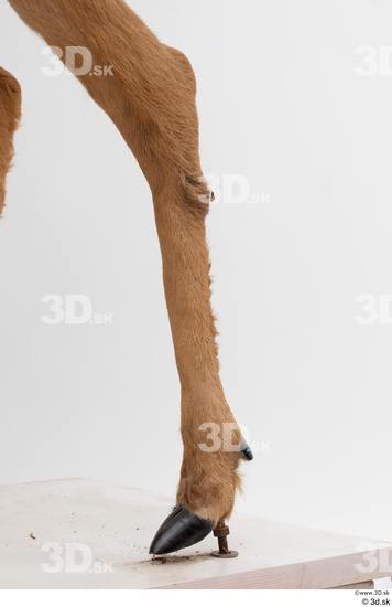 Leg Deer Animal photo references