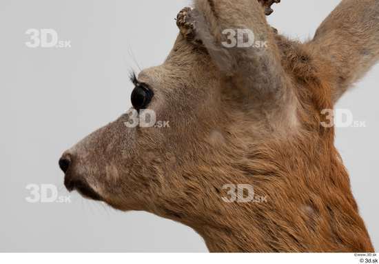 Head Deer Animal photo references