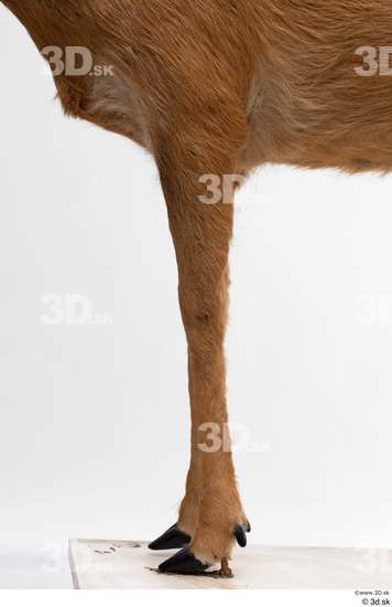 Leg Deer Animal photo references