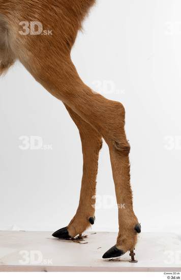 Leg Deer Animal photo references