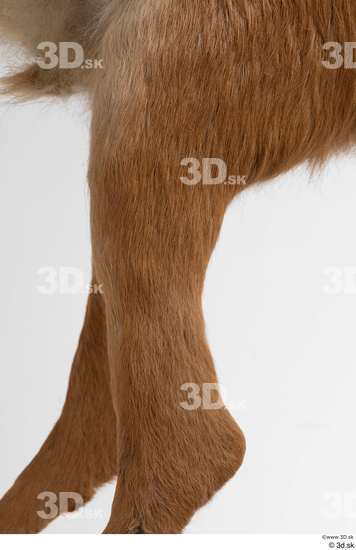 Leg Deer Animal photo references