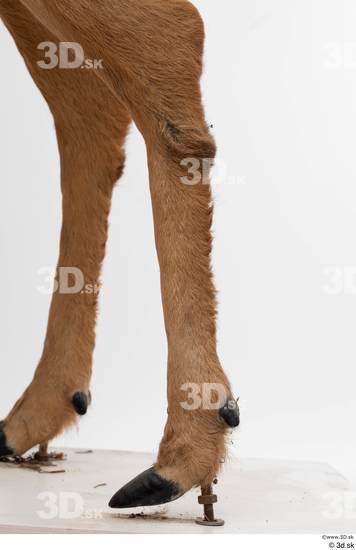 Leg Deer Animal photo references