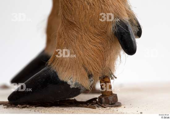 Foot Deer Animal photo references