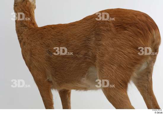 Back Deer Animal photo references