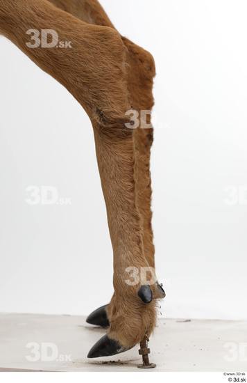 Leg Deer Animal photo references