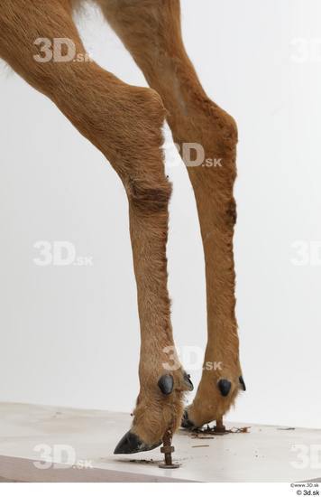 Leg Deer Animal photo references