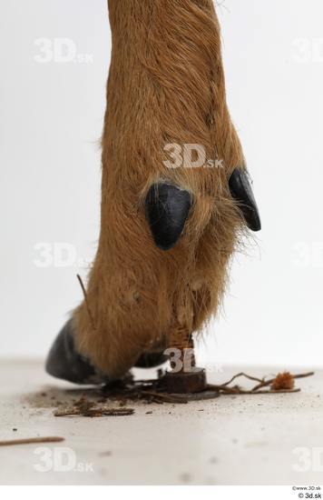 Foot Deer Animal photo references