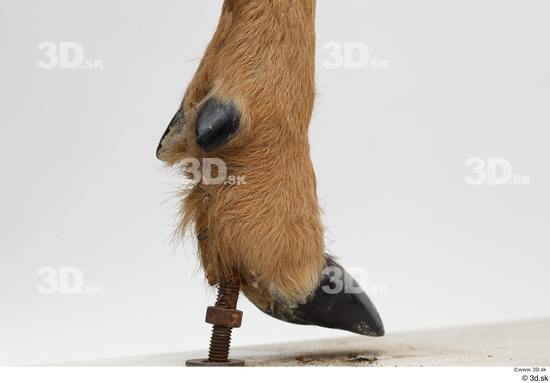 Foot Deer Animal photo references